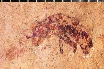 Media type: image;   Entomology PALE-20662
